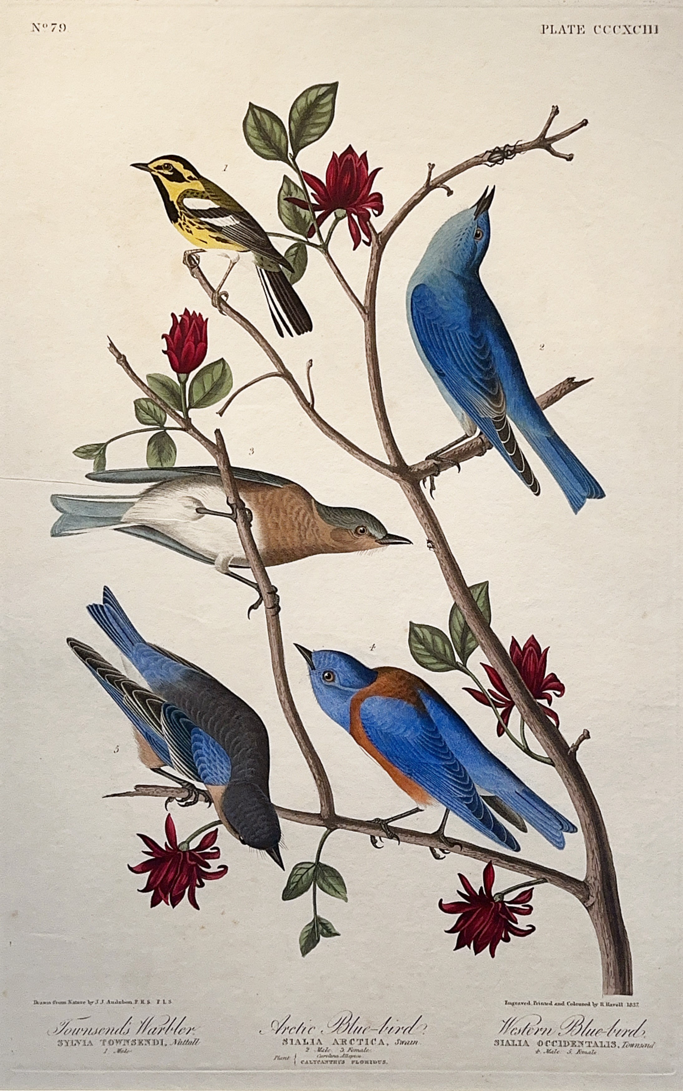Townsend's Warbler, Arctic Bluebird, Western Bluebird
