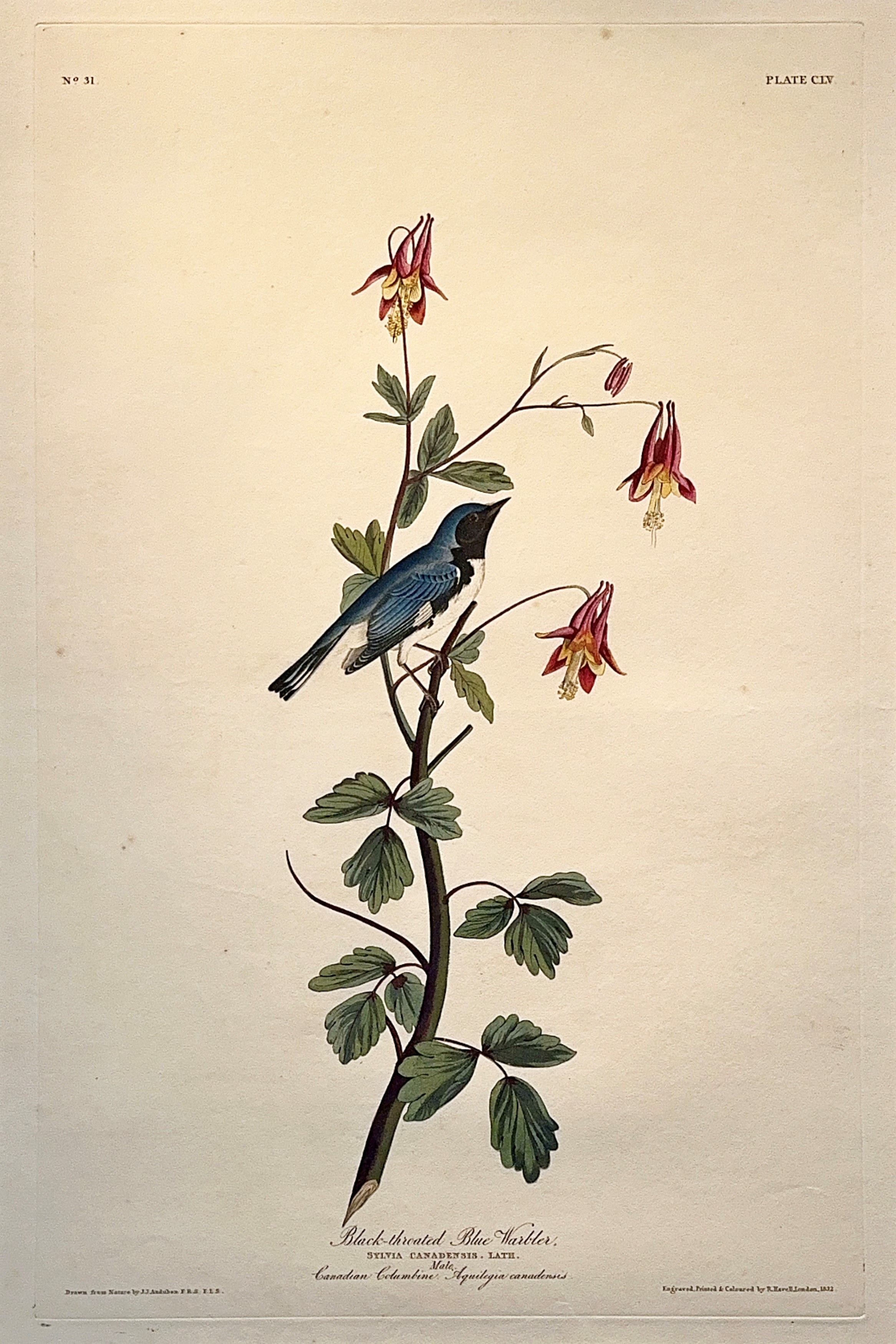 Black-Throated Blue Warbler