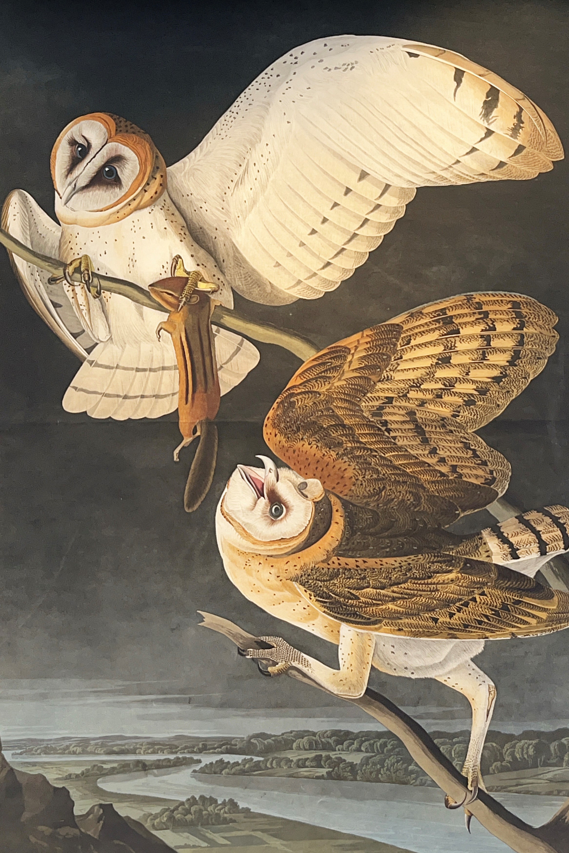 Barn Owl