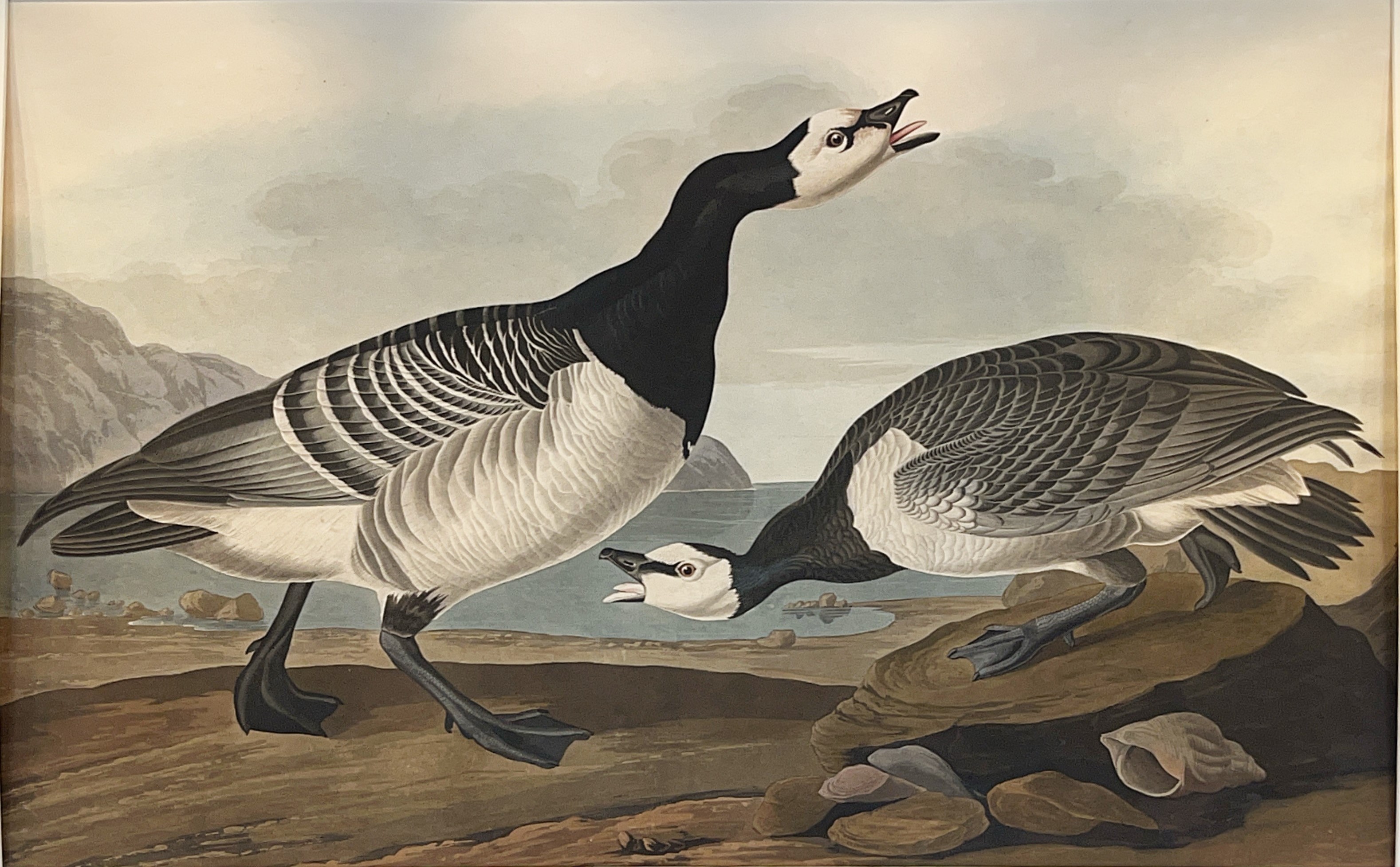 Image of Audubon print of Barnacle Goose