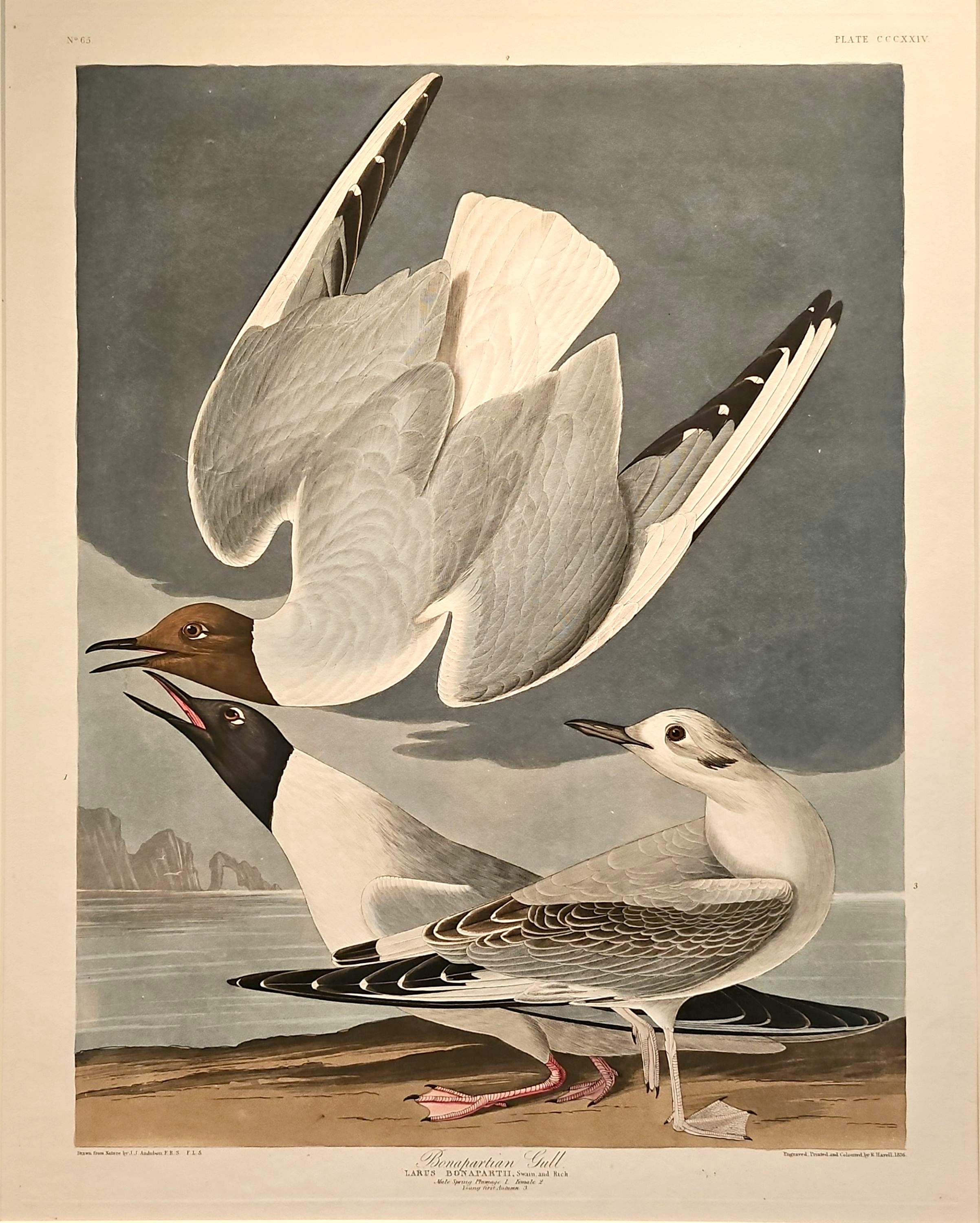 Image of Bonaparte's Gull print