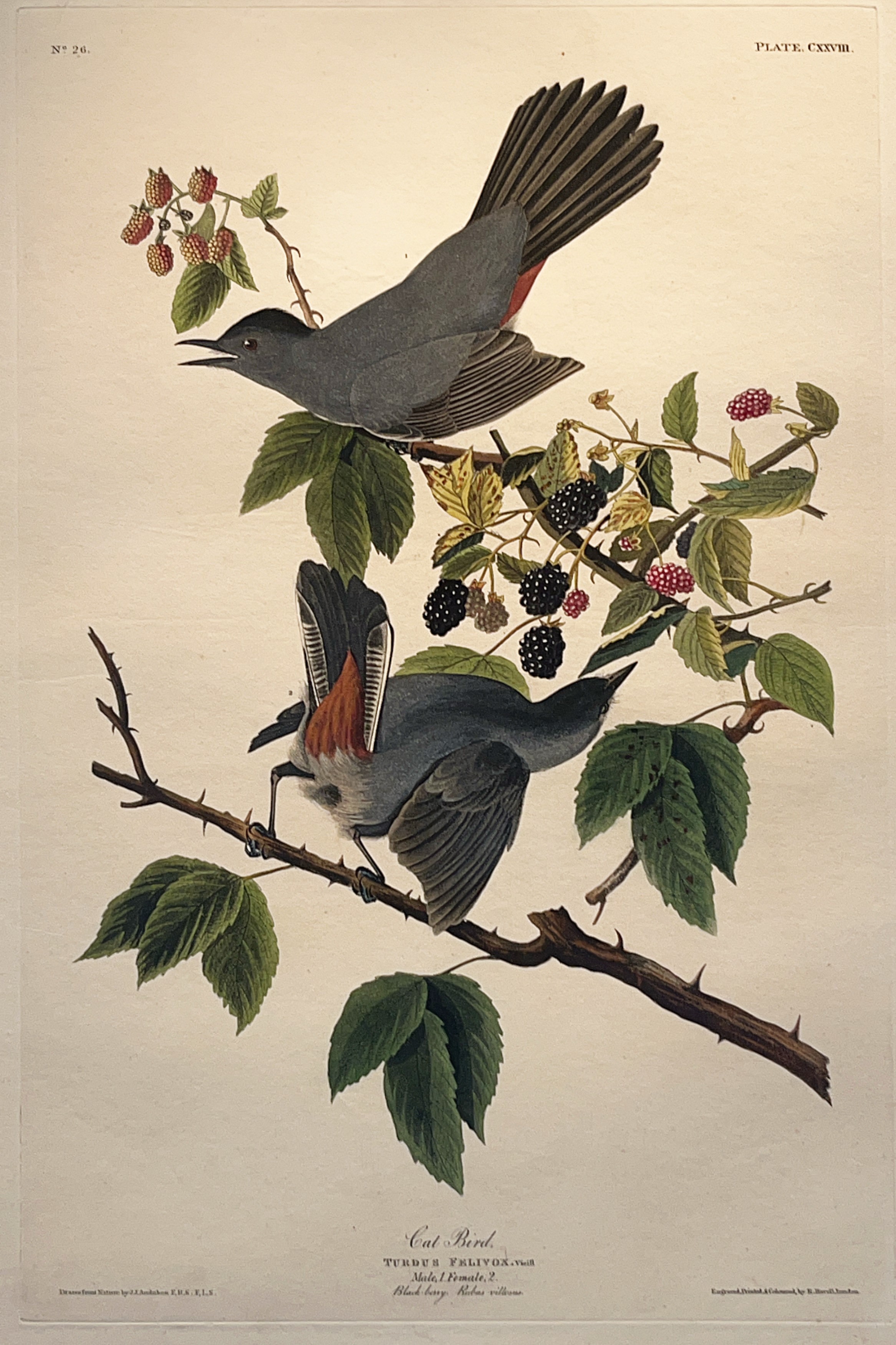 Catbird