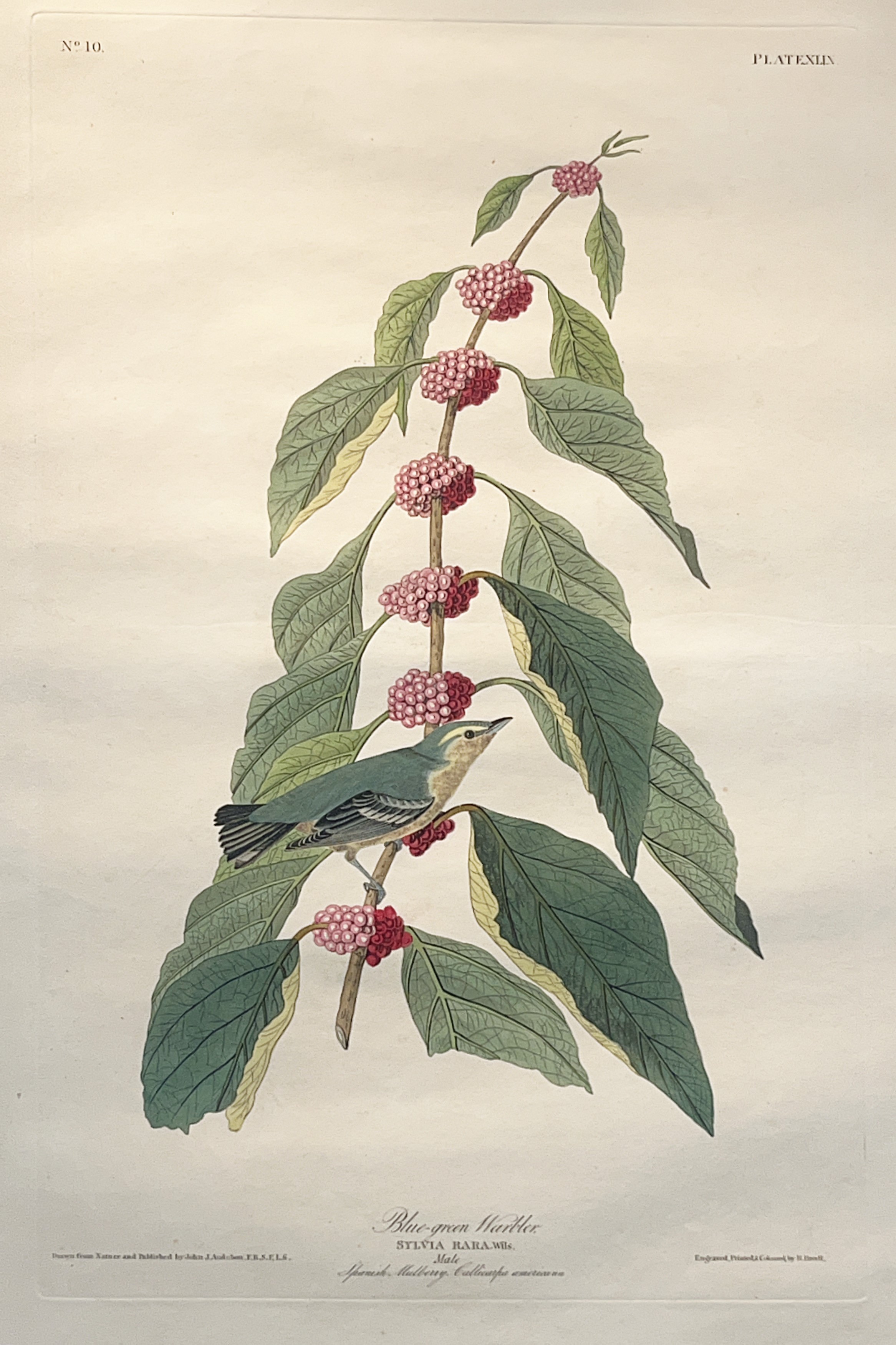 Cerulean Warbler