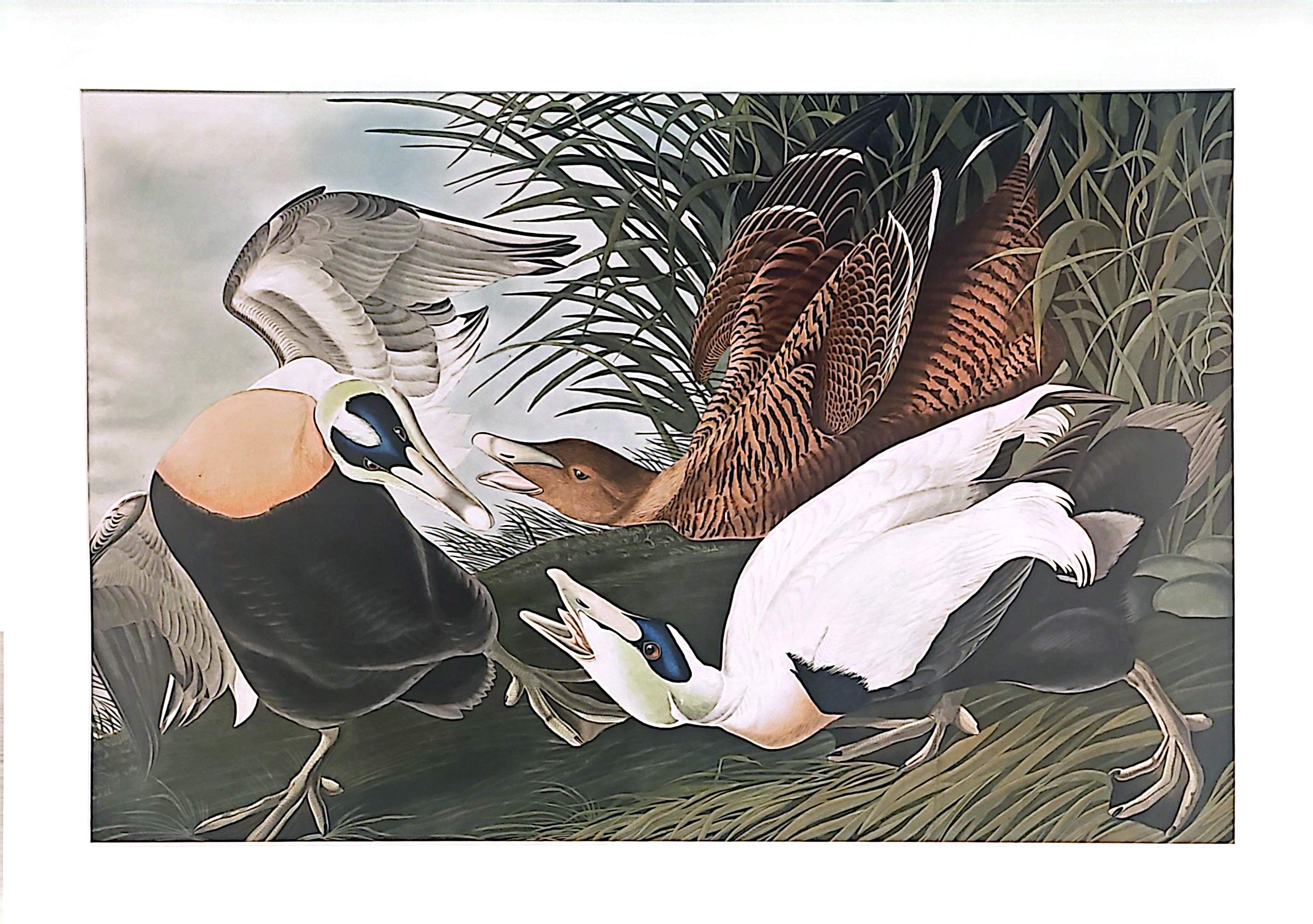 Image of Audubon Edier Duck print