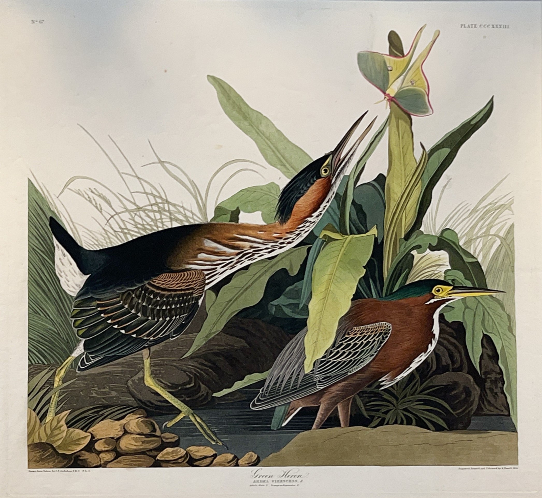 Image of Audubon print of Green Heron