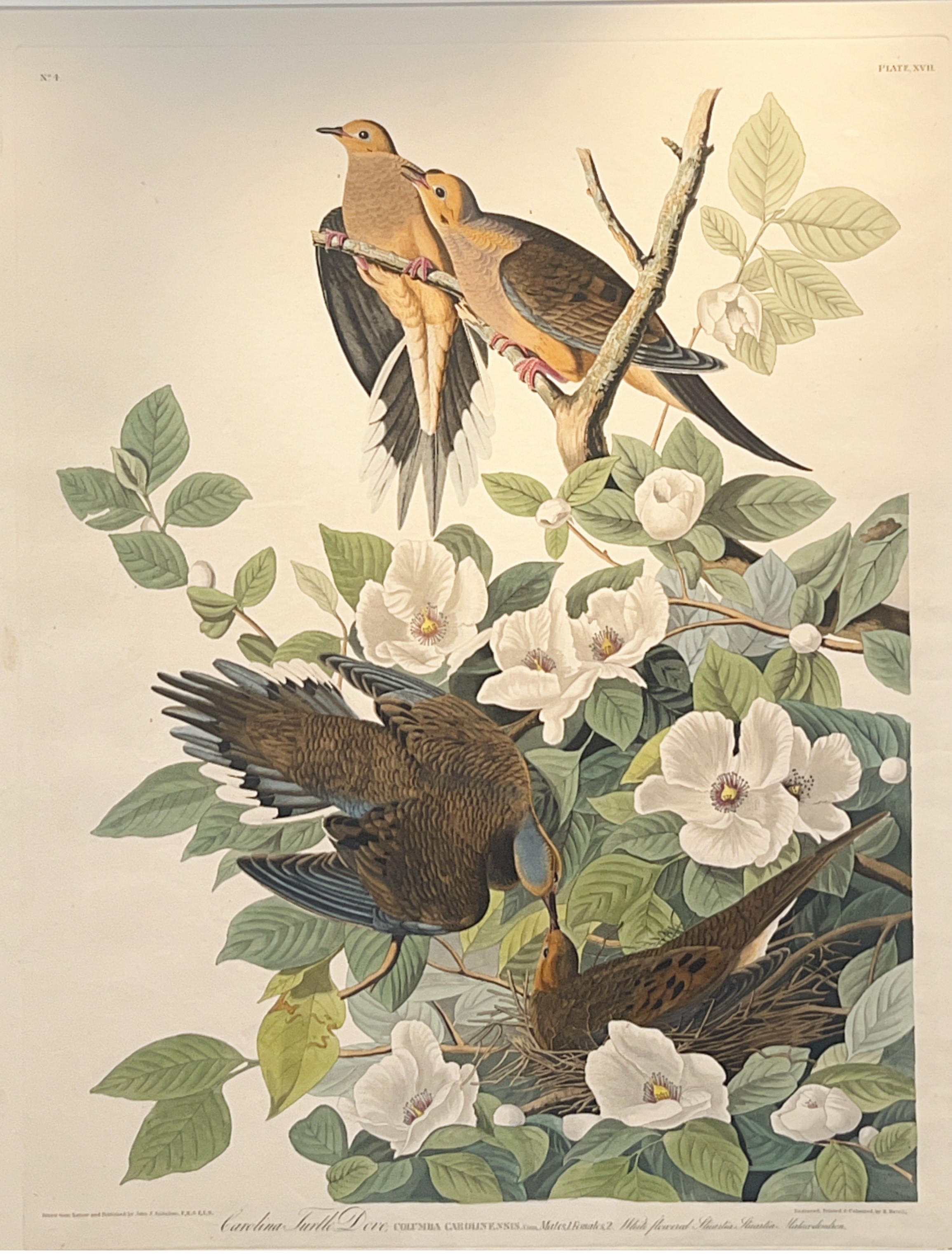 Mourning Dove