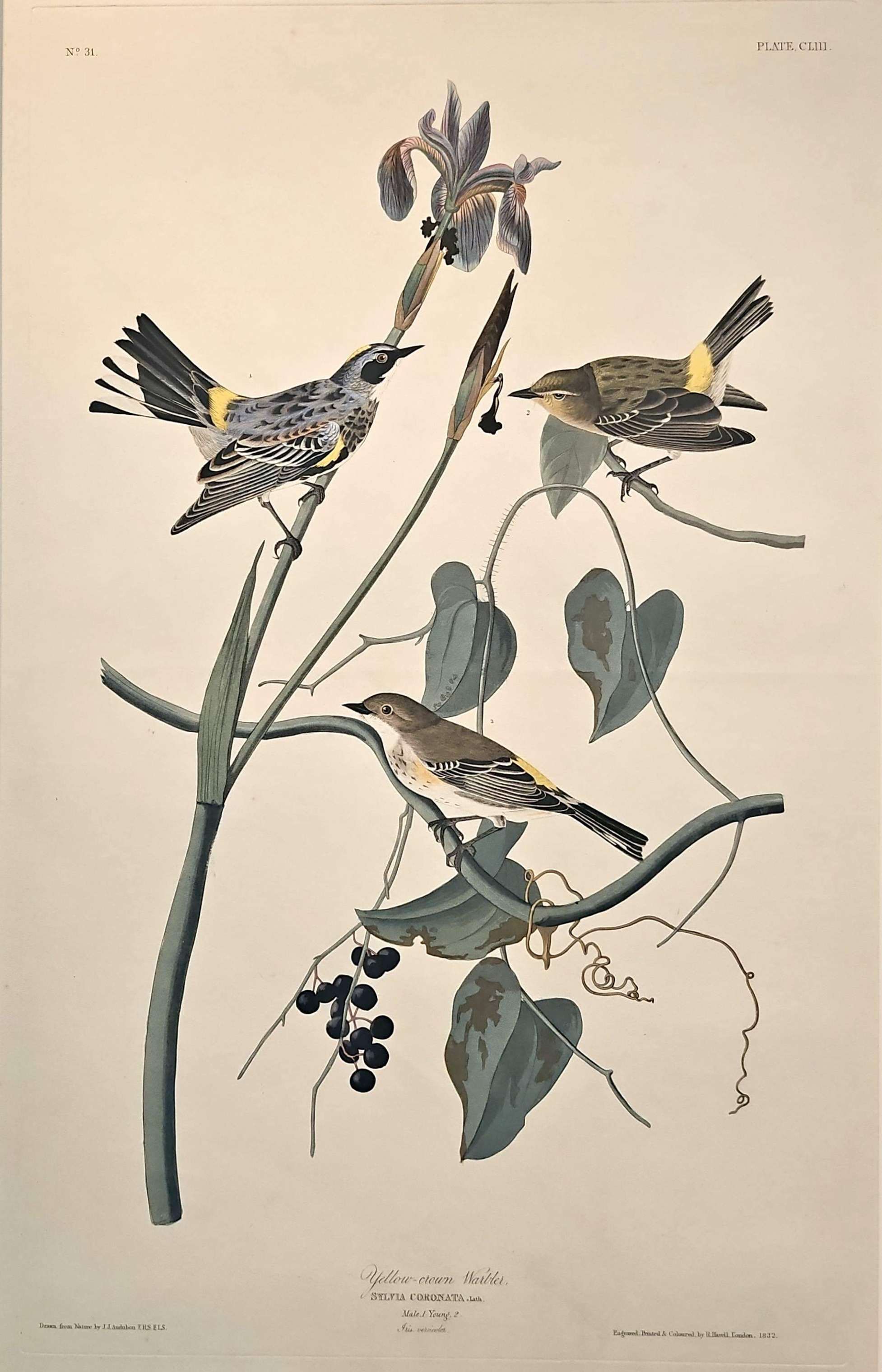 Image of Myrtle Warbler print