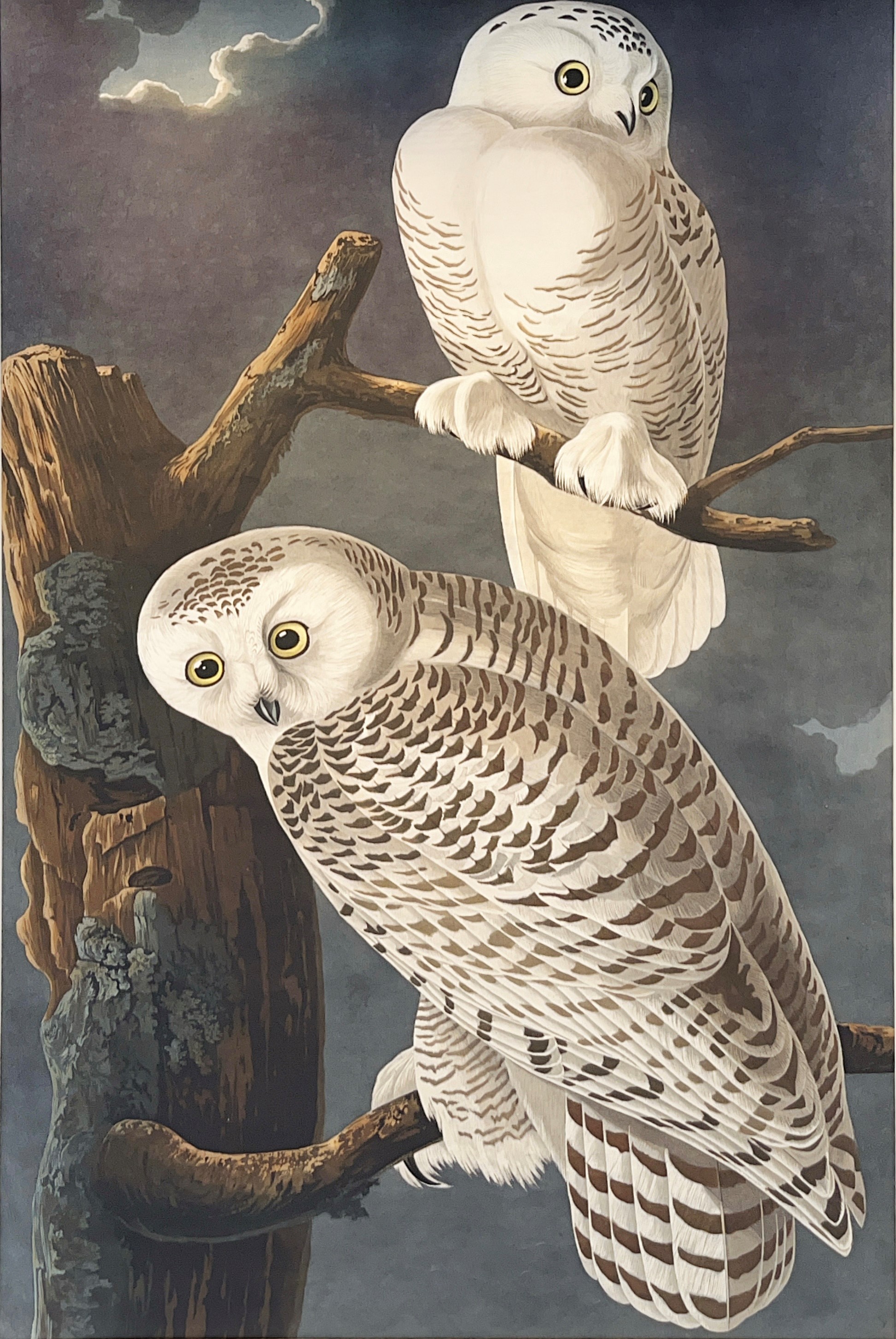 Snowy Owl