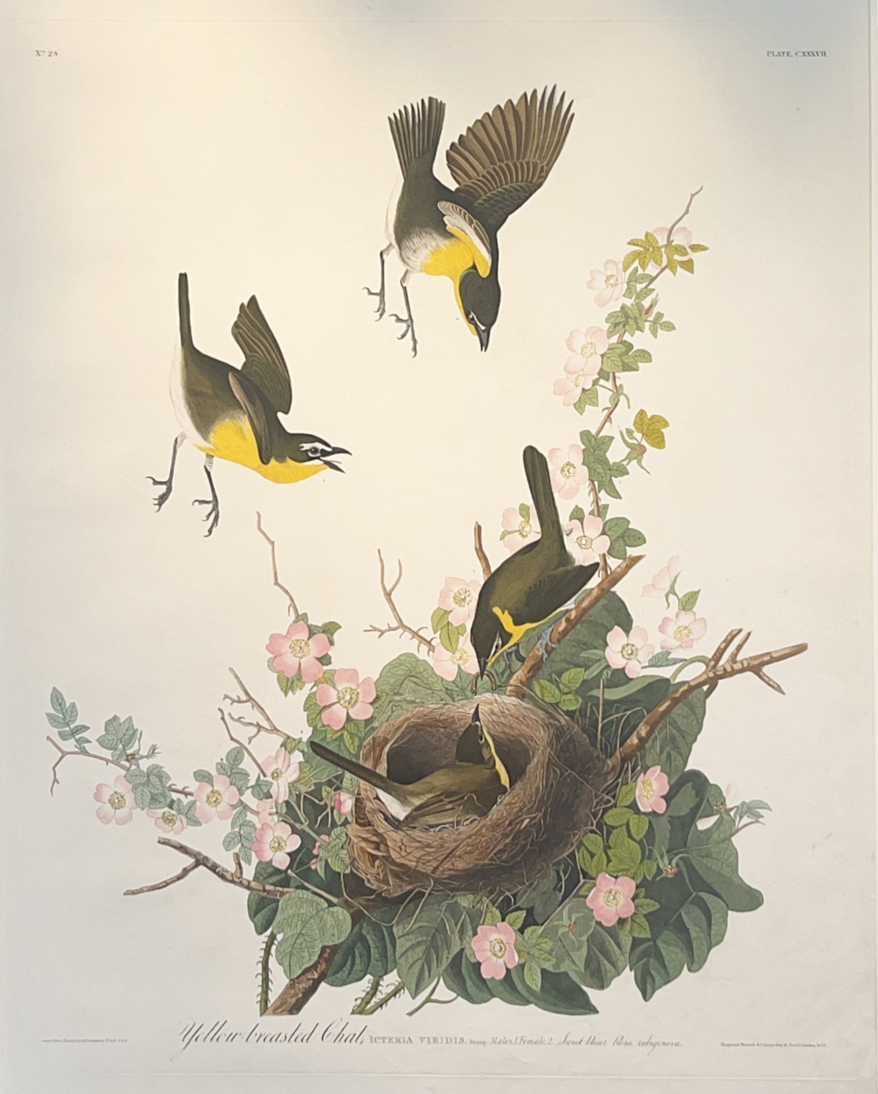 Yellow-Breasted Chat