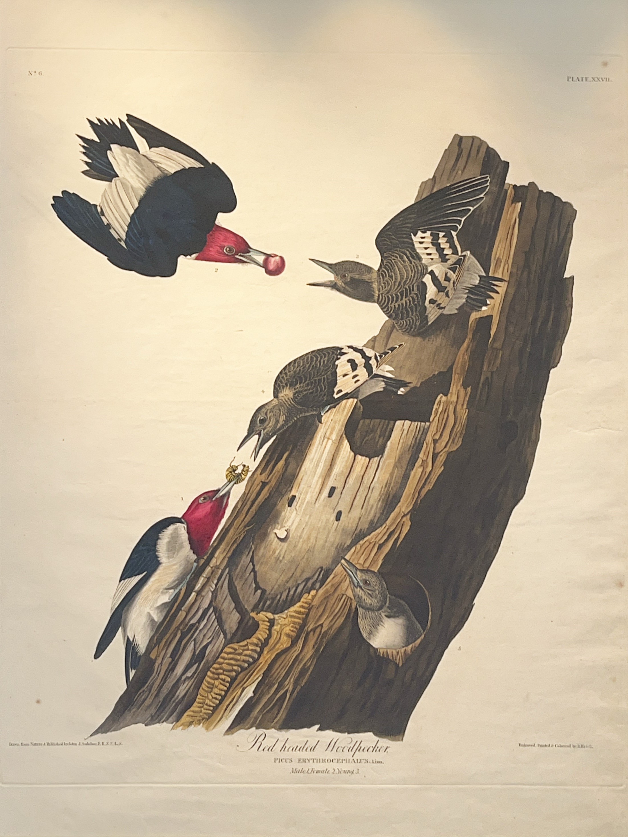 Red-Headed Woodpecker