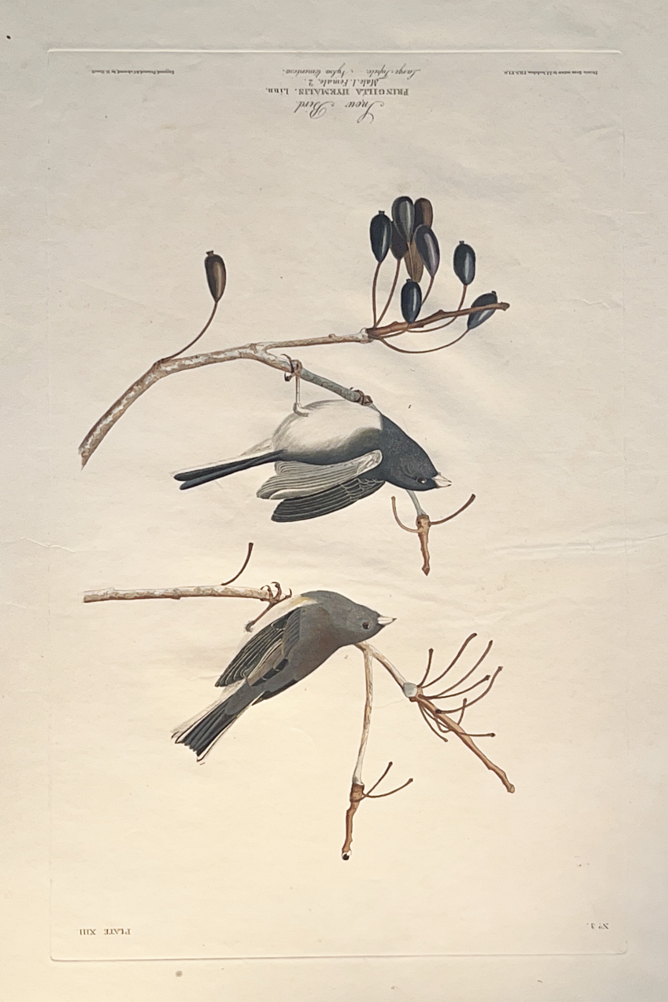 Image of Audubon Dark Eyed Junco print