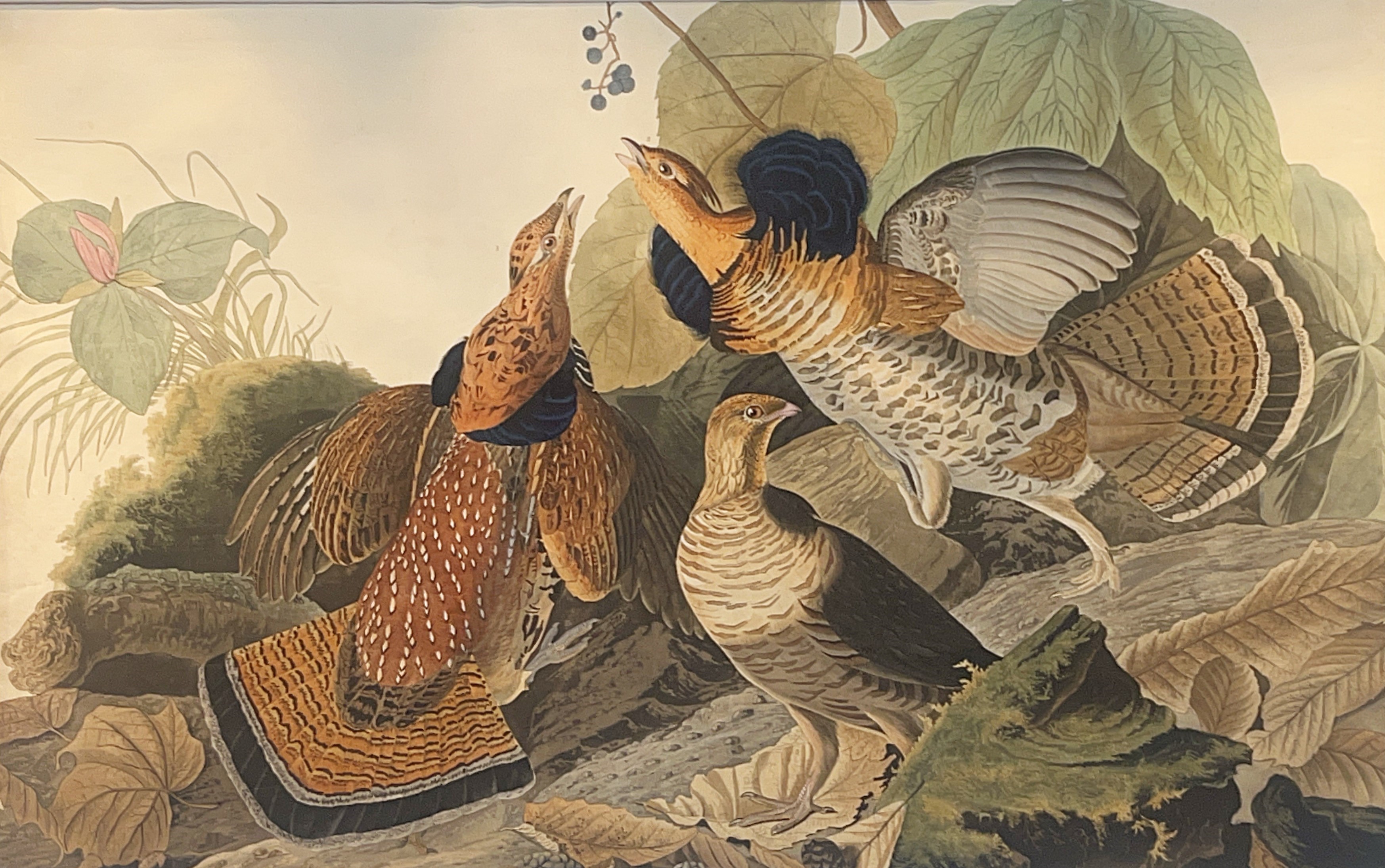 Image of Audubon print of Ruffed Grouse