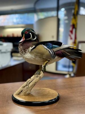 Male Wood Duck