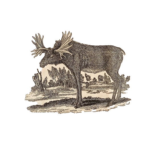 elk