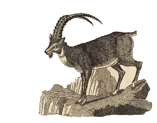 ibex