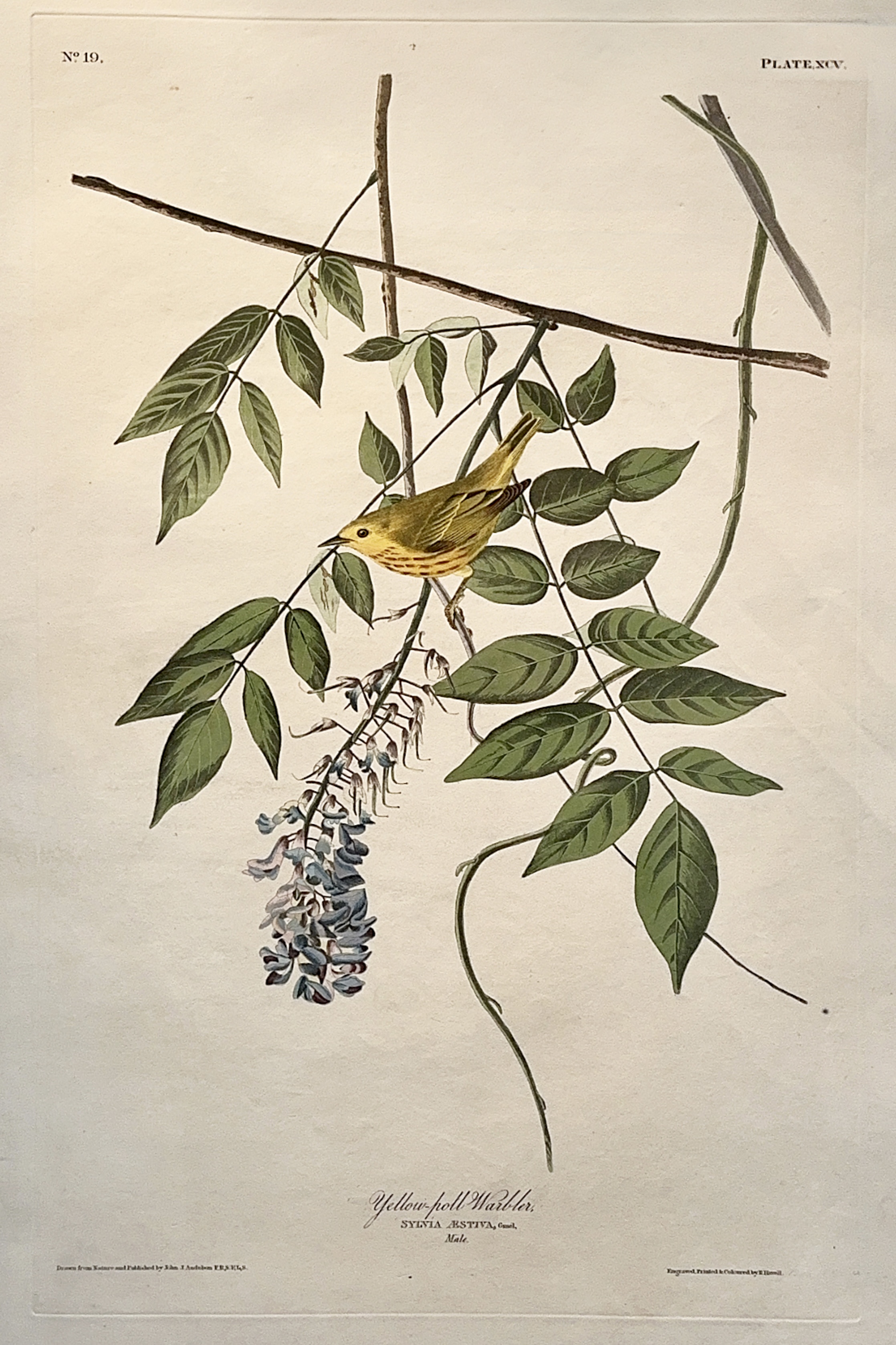 Yellow Warbler