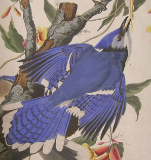 John James Audubon's, Birds of America